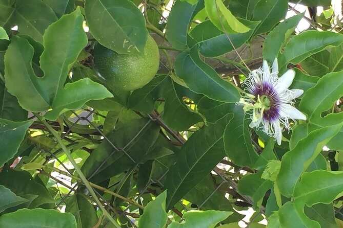 Individuelle Regenwald Tour - Key Points