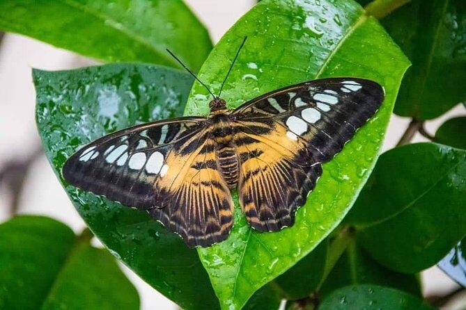 Individuelle Regenwald Tour - Analyzing the Value