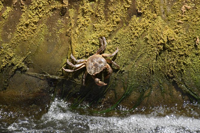 Inflatable Boat Excursion Gole Di Tiberio on the Madonie Near Cefalù - Schedule and Timing Information