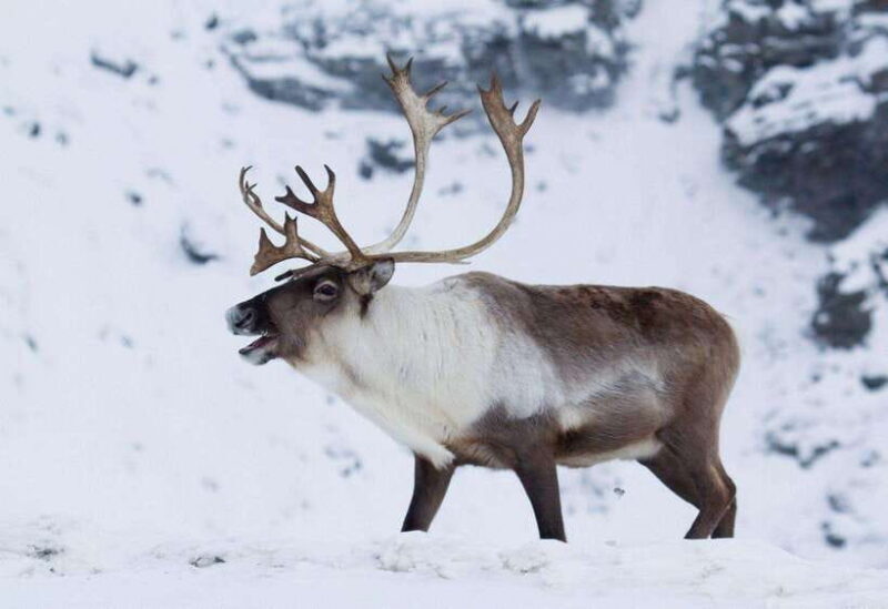 Inner Mongilia: 6-Day Hulunbuir Private Winter Tour - An In-Depth Look at the 6-Day Winter Journey in Inner Mongolia
