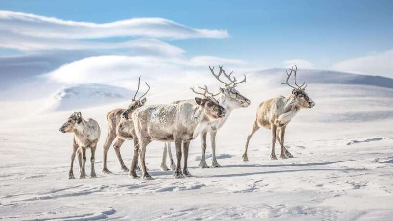 Inner Mongilia: 6-Day Hulunbuir Private Winter Tour - FAQ
