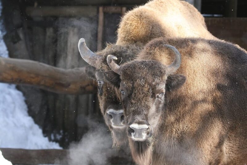 Innsbruck: Alpenzoo Entrance Ticket - Key Points