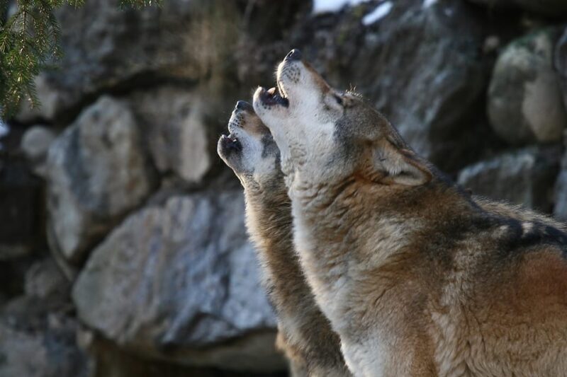 Innsbruck: Alpenzoo Entrance Ticket - Who Will Love the Alpenzoo?