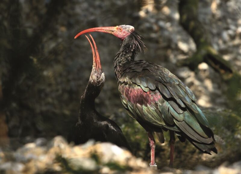 Innsbruck: Alpenzoo & Top of Innsbruck Combination Ticket - What To Bring & Considerations  