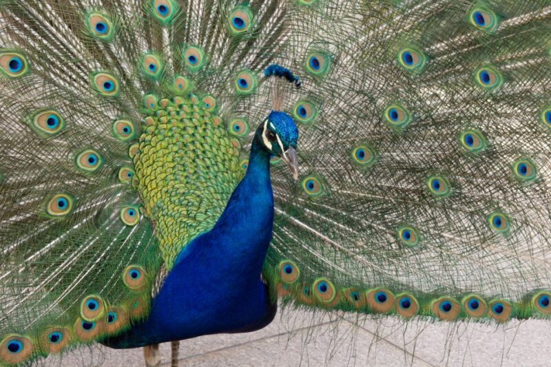 Innsbruck: Tickets for Schloss Ambras - Who Will Love This Tour?