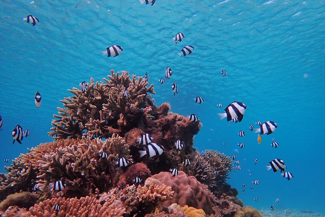 [Input TEXT TRANSLATED INTO English]:Miyako: Great View, Beach Sup/Canoe, and Sea Turtle Snorkeling! - Scenic Surroundings