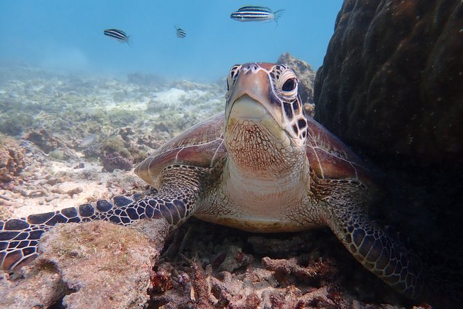 [Input TEXT TRANSLATED INTO English]:Miyako: Great View, Beach Sup/Canoe, and Sea Turtle Snorkeling! - Safety Precautions