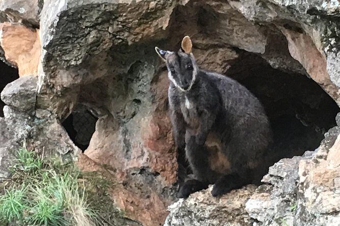 Inside the Greater Blue Mountains World Heritage - A Private Wildlife Safari Overnight - Discovering the Blue Mountains: An In-Depth Look