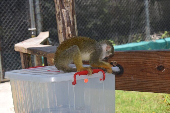 Interaction with Monkey Tour & city tour in Puerto Plata - Authentic Experiences and Special Highlights