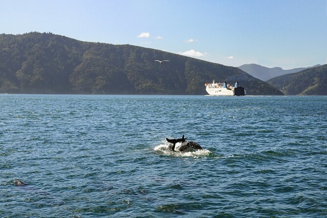 InterIslander Ferry - Wellington to Picton - Onboard Amenities and Facilities