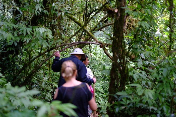 Inthanon Small-Group With Kew Mae Pan Trail From Chiang Mai Include Lunch - What to Expect