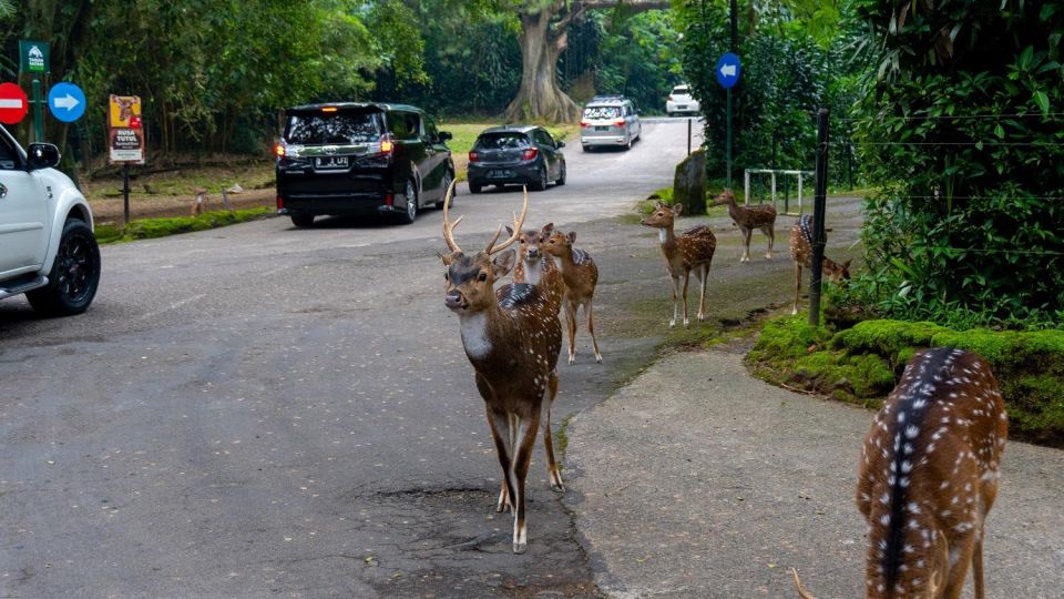 Into The Wild Tour - Taman Safari