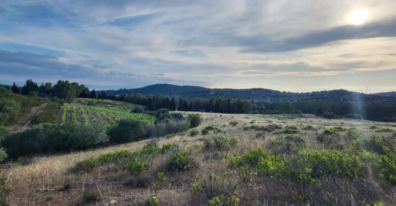Into the World of Sardinian Wild Herbs - Key Points