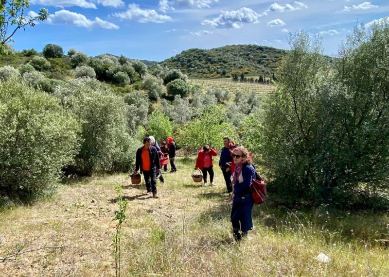 Into the World of Sardinian Wild Herbs - Foraging for Edible and Medicinal Plants