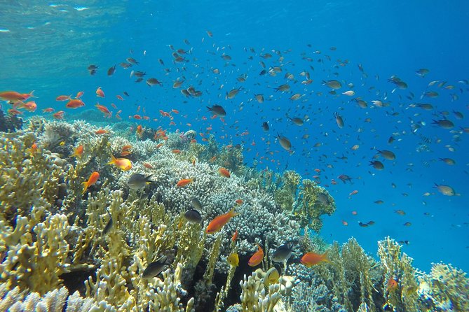 Intro Scuba Diving - Raving Reviews