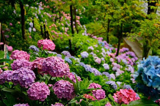 Introducing All the Famous Spots in Kamakura and Enoshima! - Nature and Historical Sites in Harmony