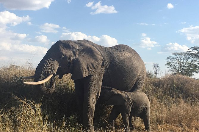 Introducing Kenya Safari Package - Pickup and Schedule