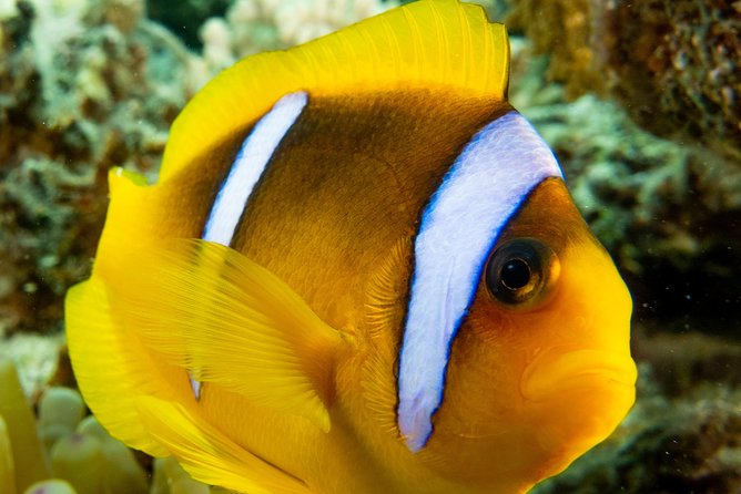 Introduction Diving at Coral Reef With Instructor - 40 Minutes - Good To Know