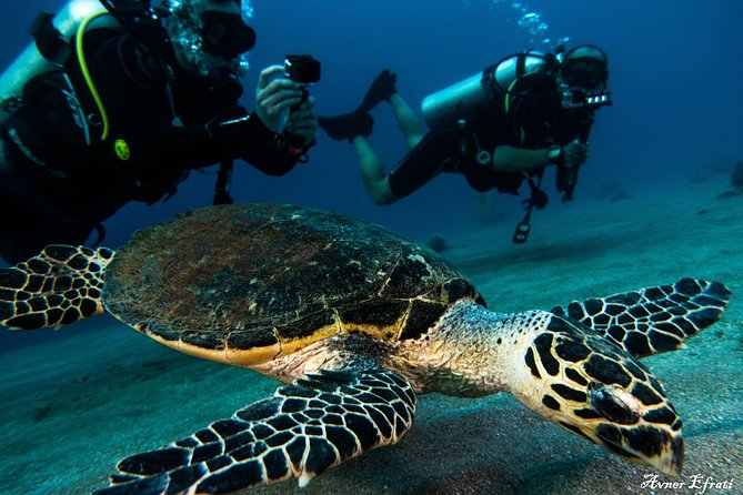 Introduction Diving at Coral Reef With Instructor - 40 Minutes - Location Insights