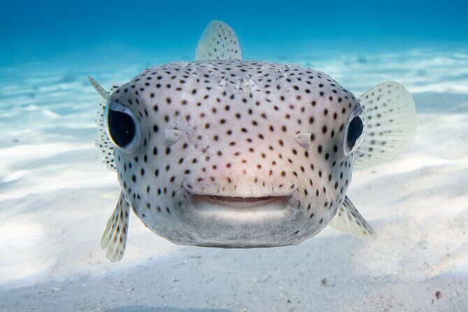 Introductory Dive in Bora Bora (afternoon) - FAQ