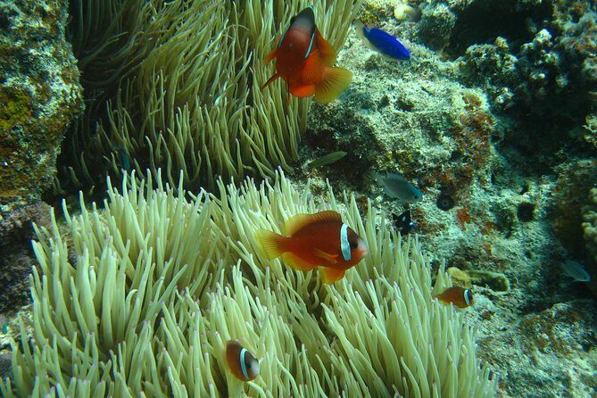 Introductory Scuba Dive experience - Whitetip Marine Adventures - The Sum Up