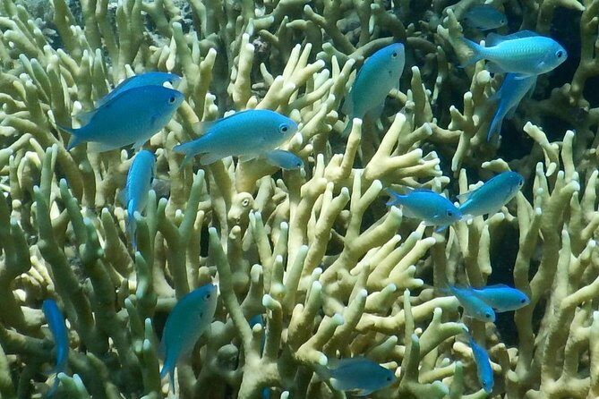 Introductory Scuba Dive experience - Whitetip Marine Adventures - FAQ