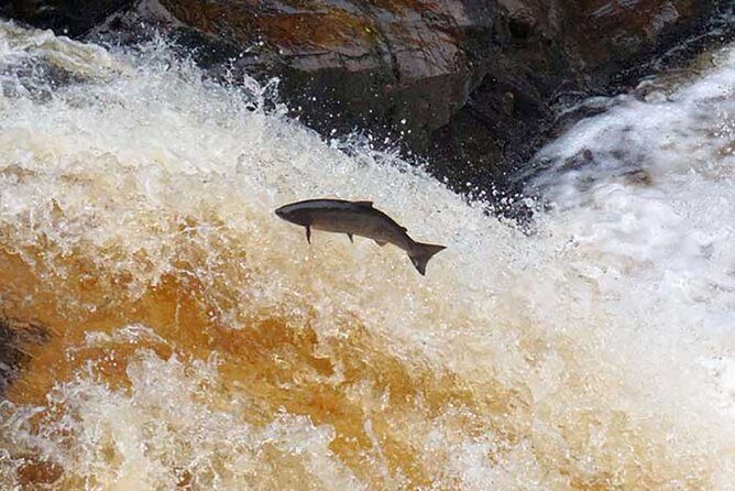 Invergordon Cruise Excursion - Castle ,Whisky and History Tour - An In-Depth Review of the Invergordon Highland Tour