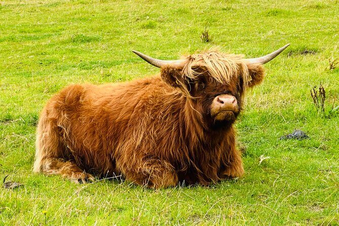 INVERGORDON Highland Shore Excursion for up to 14 pax (Private) - FAQ