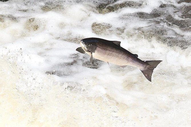 INVERGORDON PORT Tour Dunrobin, Dornoch & Distillery - Key Points