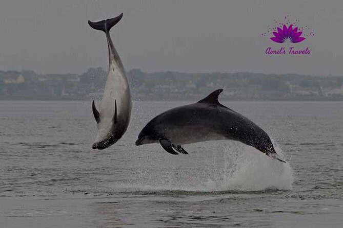 INVERGORDON PORT Tour Dunrobin, Dornoch & Distillery - Transportation and Group Size