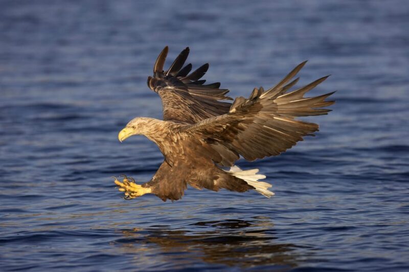 Inverness: Lochs, Waterfalls and Rewilding Experience - An In-Depth Look at the Tour
