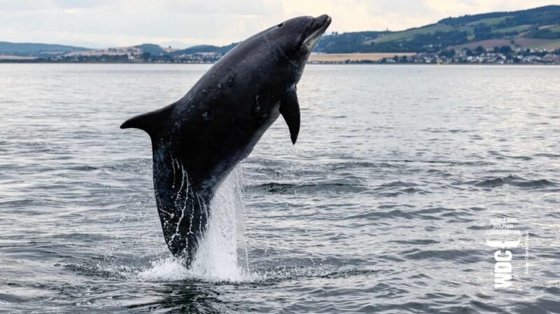 Inverness: Wildlife Watching Cruise to Chanonry Point - Key Points