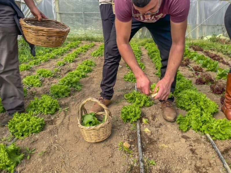 Ioannina: East Zagori Farming Experience & Cooking Class - The Sum Up