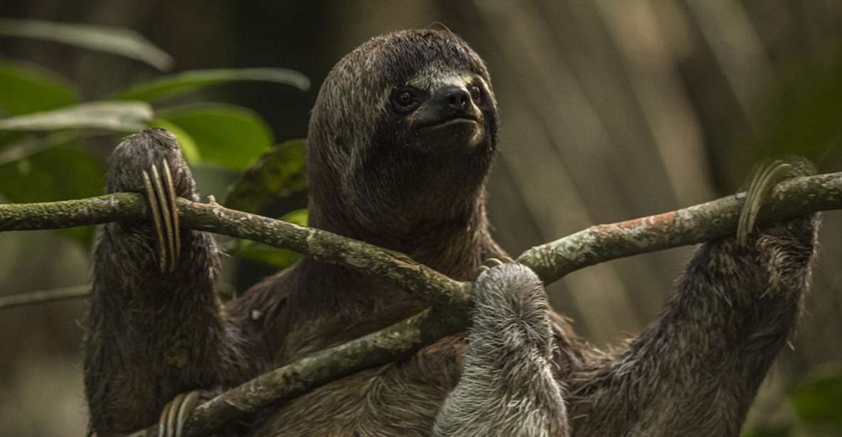 Iquitos: 2 Days and 1 Night Guided Amazon Jungle Tour - Inclusions