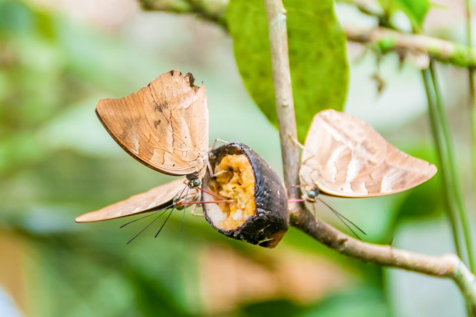 Iquitos: 6-Hour Amazon River Tour With Belén & Butterfly Farm - Key Points