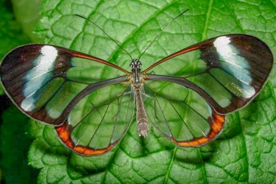 Iquitos: 6-Hour Amazon River Tour With Belén & Butterfly Farm - Belén Floating Village Exploration