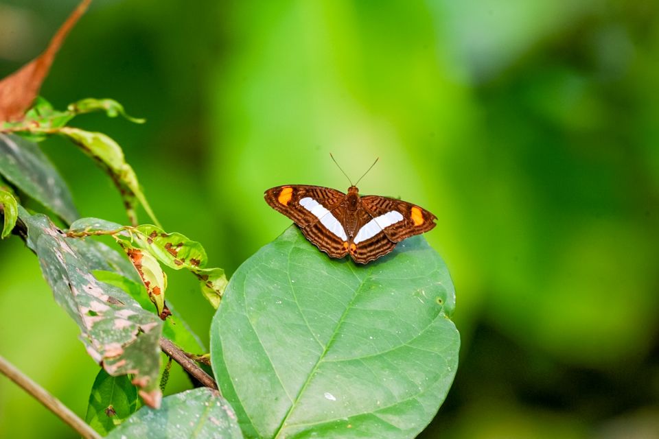 Iquitos: 6-Hour Amazon River Tour With Belén & Butterfly Farm - Pilpintuwasi Butterfly Farm Visit