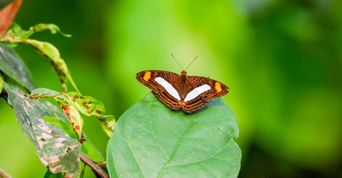 Iquitos: 6-Hour Amazon River Tour With Belén & Butterfly Farm - Wildlife Rehabilitation at CREA Iquitos