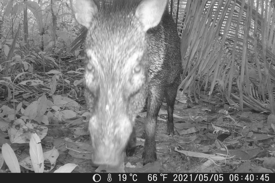 Iquitos: Allpahuayo-Mishana National Reserve Wildlife Tour - Detailed Itinerary