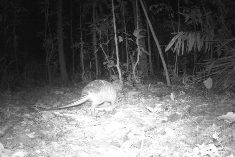 Iquitos: Allpahuayo-Mishana National Reserve Wildlife Tour - Inclusions and Amenities