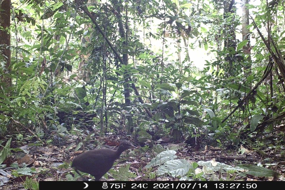 Iquitos: Allpahuayo-Mishana National Reserve Wildlife Tour - Frequently Asked Questions