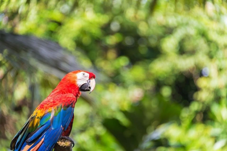 Iquitos: Amazon Adventure 4-Day: Nature and Culture - Paiches and Alligator Breeding Center