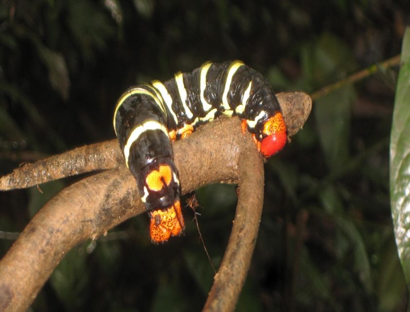 Iquitos: Amazon Expedition | 3 Days (Canopy Tours Iquitos) - Key Points