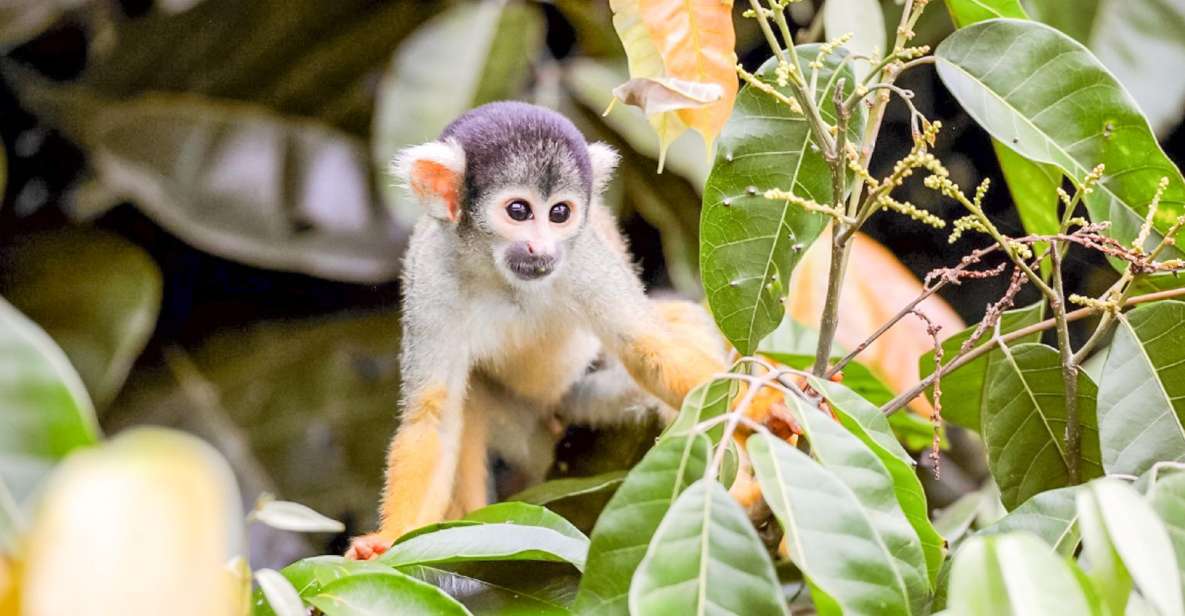 Iquitos: Full Day Pacaya Samiria National Reserve Tour - Pacaya Samiria National Reserve