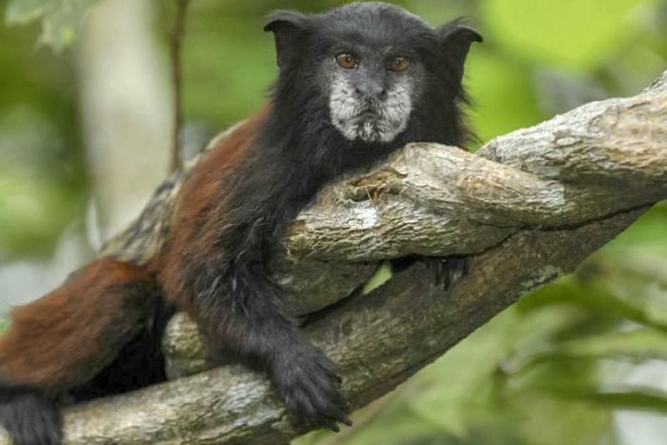 Iquitos: Full Day Pacaya Samiria National Reserve Tour - Untouched Amazon Rainforest