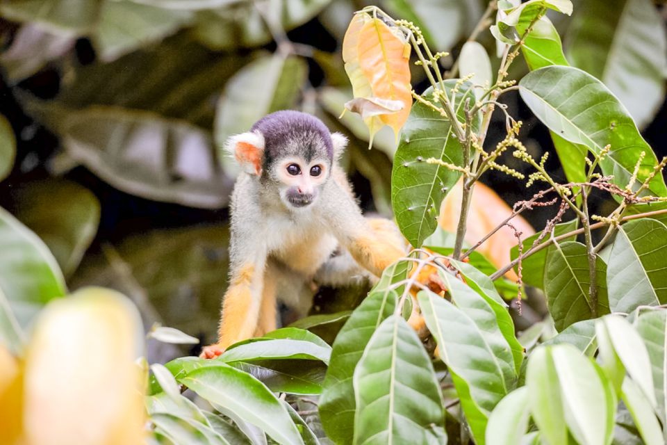 Iquitos: Full Day Pacaya Samiria National Reserve Tour - Bilingual Guide