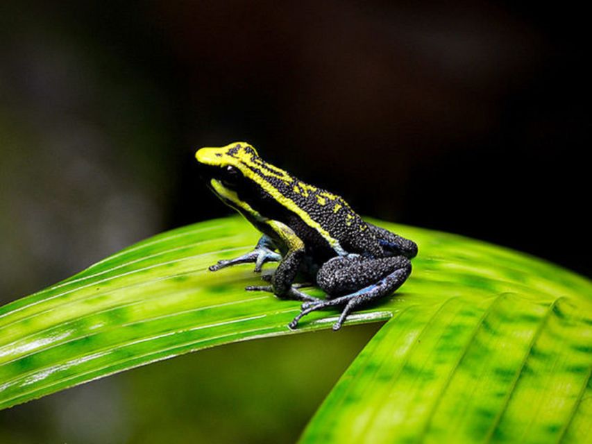 Iquitos: Full-Day Poisonous Frogs Valley Tour - Key Points