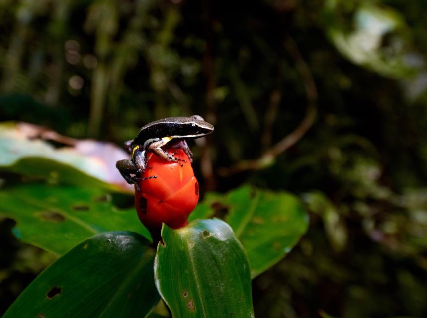 Iquitos: Full-Day Poisonous Frogs Valley Tour - Experience Highlights