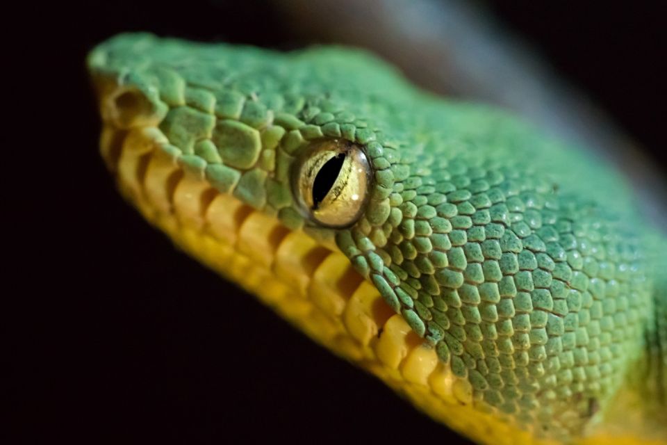 Iquitos: Full-Day Poisonous Frogs Valley Tour - Detailed Itinerary