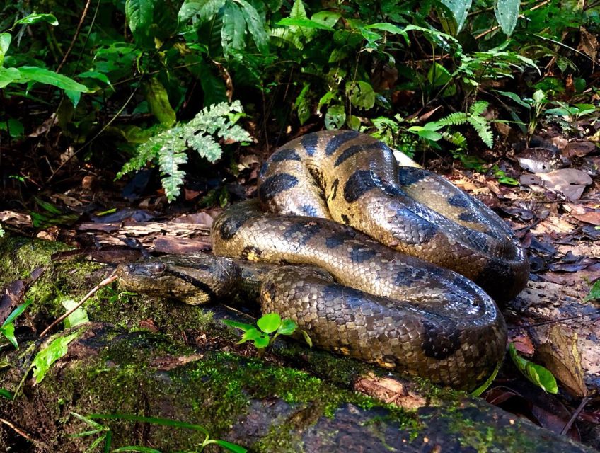 Iquitos: Full-Day Poisonous Frogs Valley Tour - Important Information